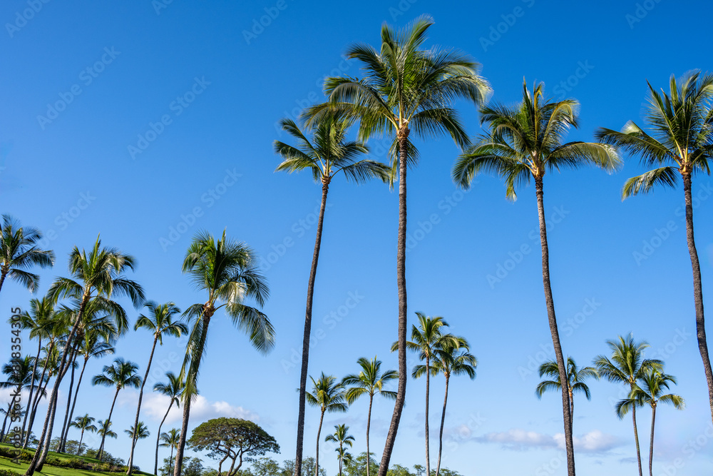 Tropical vacation background, looking up at palm trees against a sunny blue sky, Maui, Hawaii
