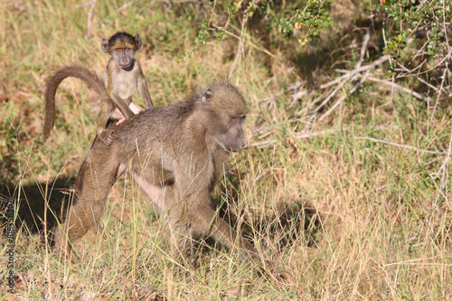 Bärenpavian / Chacma baboon / Papio ursinus
