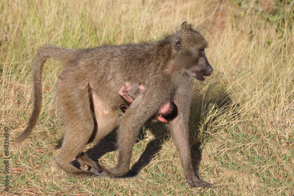 Bärenpavian / Chacma baboon / Papio ursinus Bärenpavian / Chacma baboon / Papio ursinus