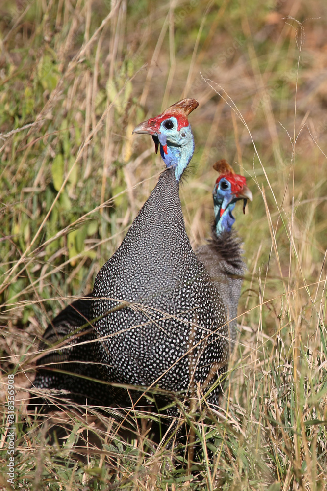 Fototapeta premium Helmperlhuhn / Helmeted guineafowl / Numida meleagris