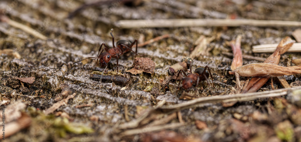Arthropod group crawling on ground, possibly pests for plants Arthropod group crawling on ground, possibly pests for plants