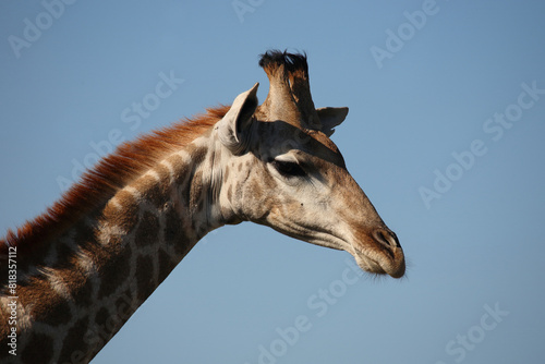 Photography Giraffe / Giraffe / Giraffa camelopardalis