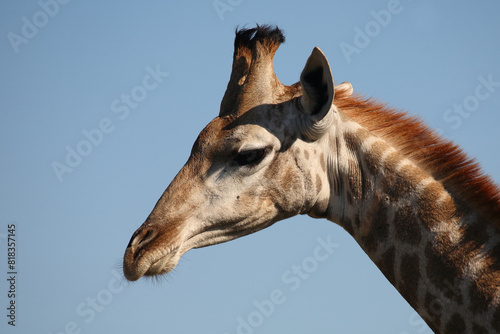 Photography Giraffe / Giraffe / Giraffa camelopardalis