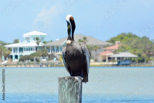 Sea Birds