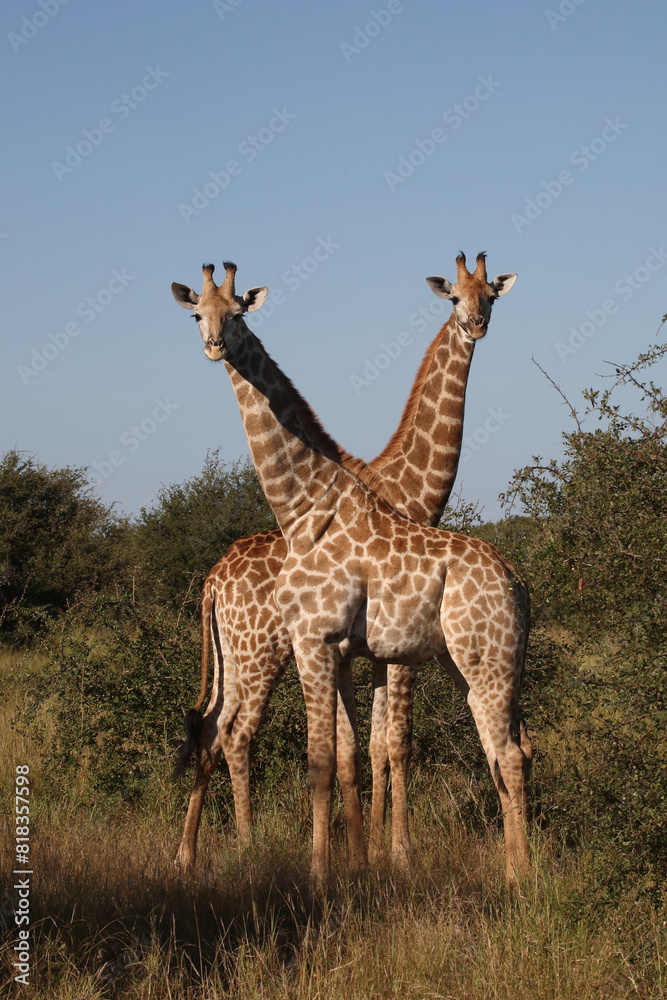 Giraffe / Giraffe / Giraffa camelopardalis Giraffe / Giraffe / Giraffa camelopardalis