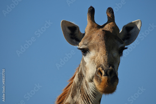 Photography Giraffe / Giraffe / Giraffa camelopardalis