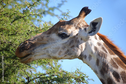 Photography Giraffe / Giraffe / Giraffa camelopardalis