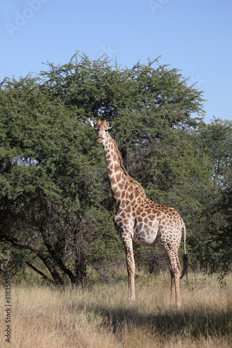 Giraffe   Giraffe   Giraffa camelopardalis