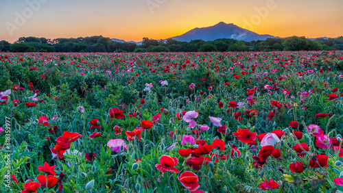 ポピーの花畑と筑波山　マジックアワー　小貝川ふれあい公園　絶景