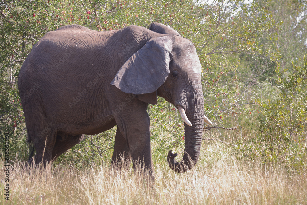 Fototapeta premium Afrikanischer Elefant / African elephant / Loxodonta africana