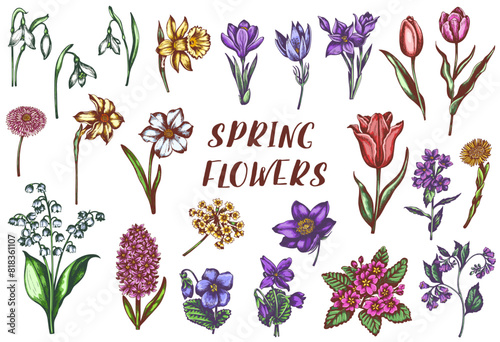 Vintage vector spring flowers.