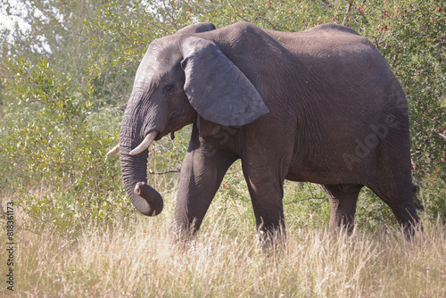 Afrikanischer Elefant   African elephant   Loxodonta africana