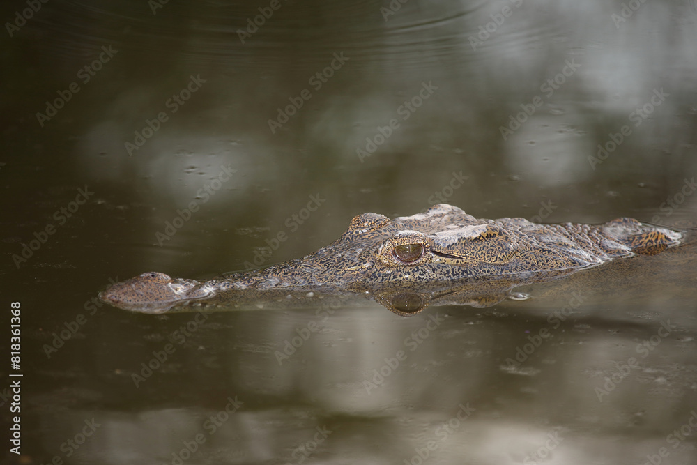 Nilkrokodil / Nile crocodile / Crocodylus niloticus Nilkrokodil / Nile crocodile / Crocodylus niloticus