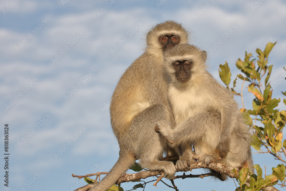 Grüne Meerkatze / Vervet monkey / Cercopithecus aethiops . Grüne Meerkatze / Vervet monkey / Cercopithecus aethiops .