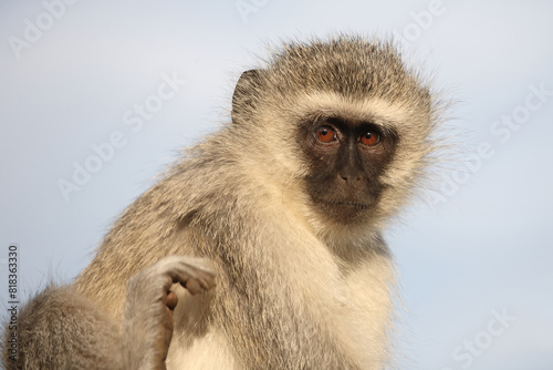 Grüne Meerkatze / Vervet monkey / Cercopithecus aethiops .