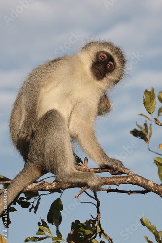 Grüne Meerkatze / Vervet monkey / Cercopithecus aethiops .