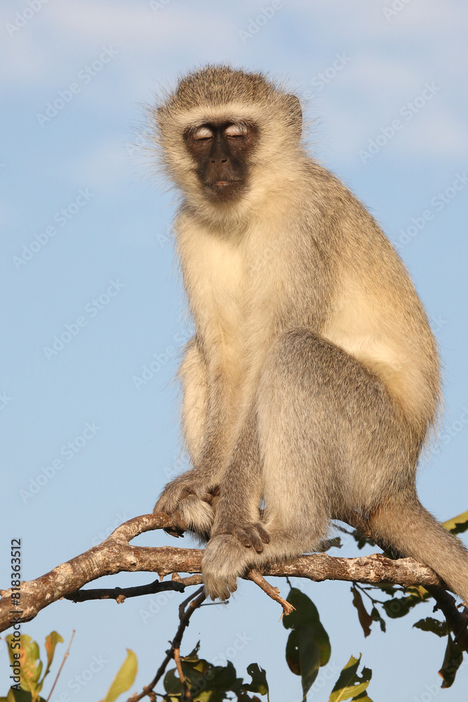 Naklejka premium Grüne Meerkatze / Vervet monkey / Cercopithecus aethiops .