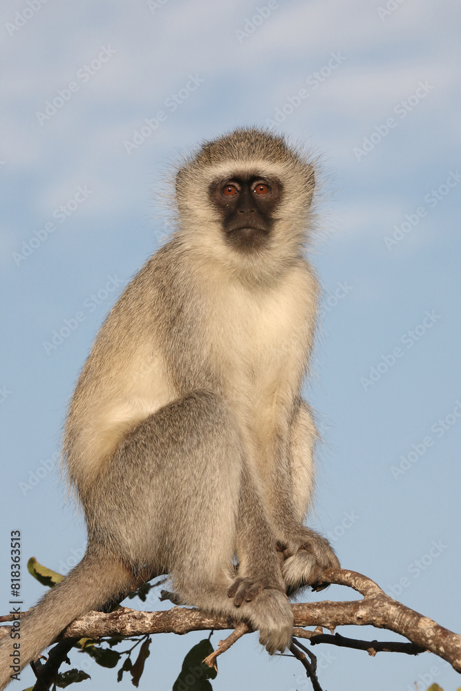 Grüne Meerkatze / Vervet monkey / Cercopithecus aethiops .