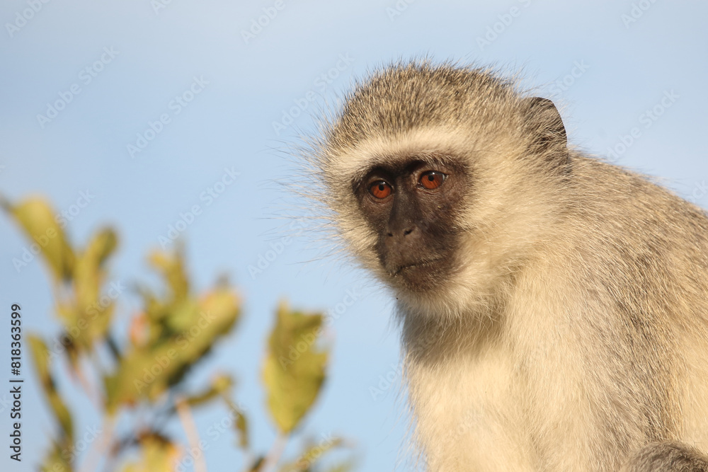 Naklejka premium Grüne Meerkatze / Vervet monkey / Cercopithecus aethiops .