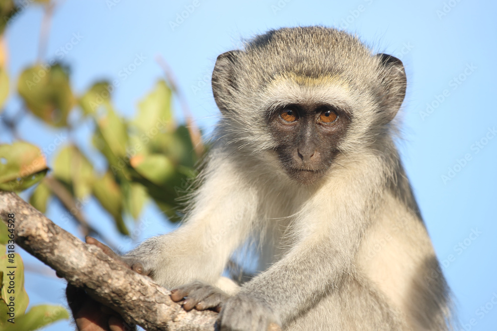 Naklejka premium Grüne Meerkatze / Vervet monkey / Cercopithecus aethiops ..