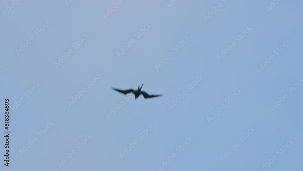 Beautiful view of a flock of magnificent frigatebirds soaring high in the blue sky over the Caribbean Sea. Cancun, Mexico. Beautiful view of a flock of magnificent frigatebirds soaring high in the blue sky over the Caribbean Sea. Cancun, Mexico.