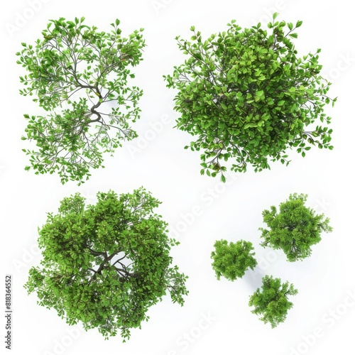 Tree branches leafs top compositions 3d rendering isolated on white background 