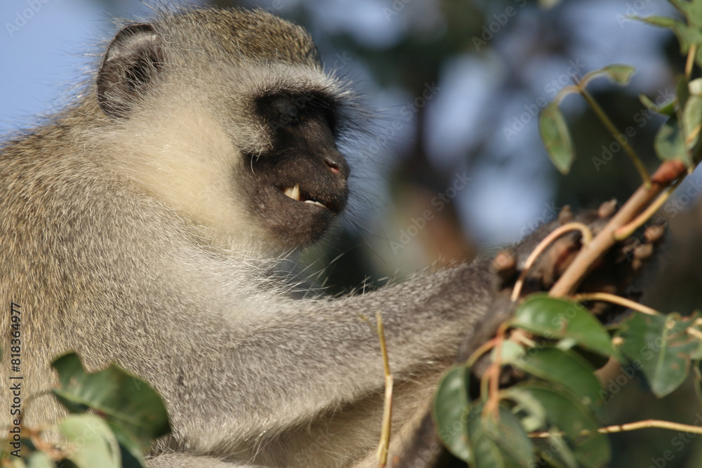 Obraz premium Grüne Meerkatze / Vervet monkey / Cercopithecus aethiops .
