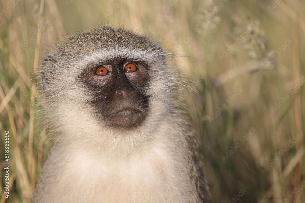 Grüne Meerkatze / Vervet monkey / Cercopithecus aethiops . Grüne Meerkatze / Vervet monkey / Cercopithecus aethiops .