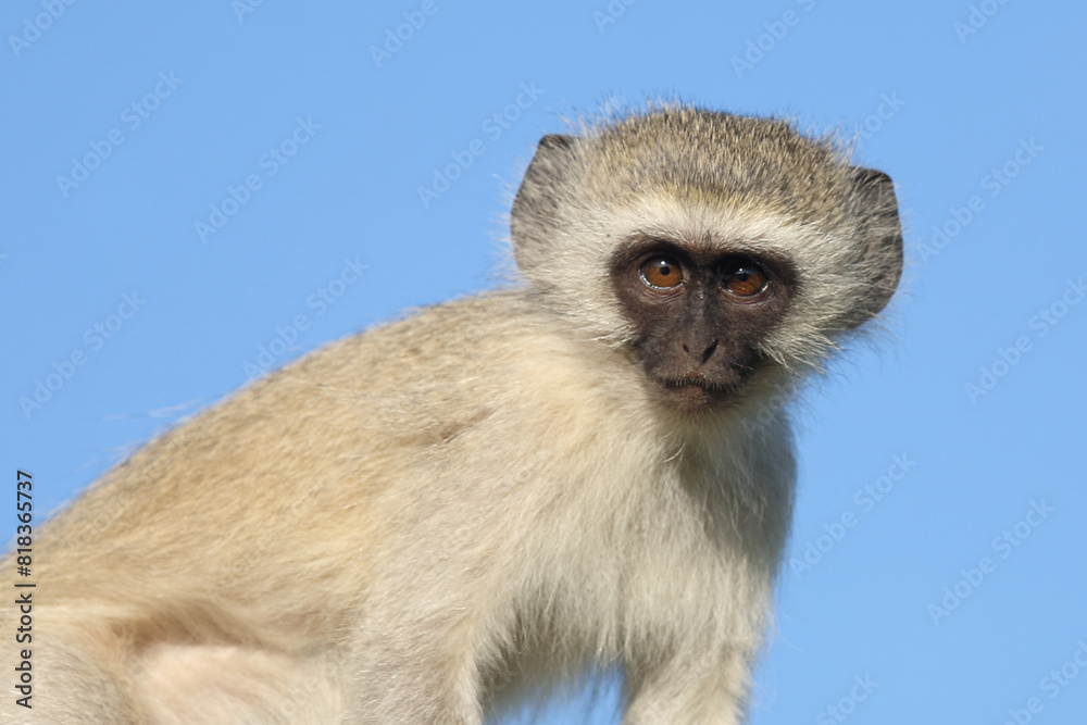 Obraz premium Grüne Meerkatze / Vervet monkey / Cercopithecus aethiops ..