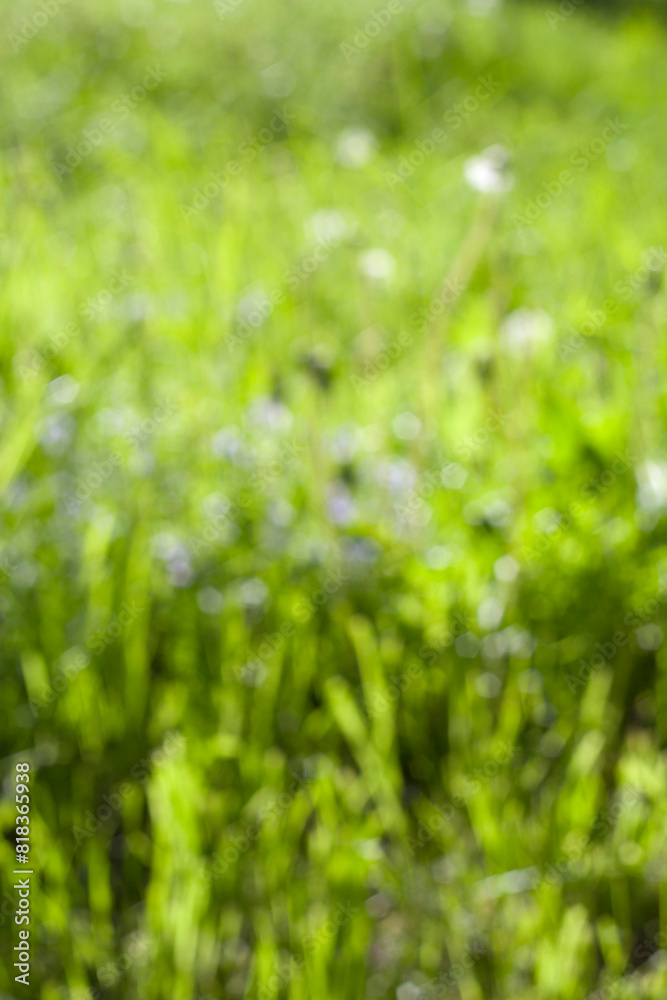 blurred and unfocused sunny green grass background with blue flowers