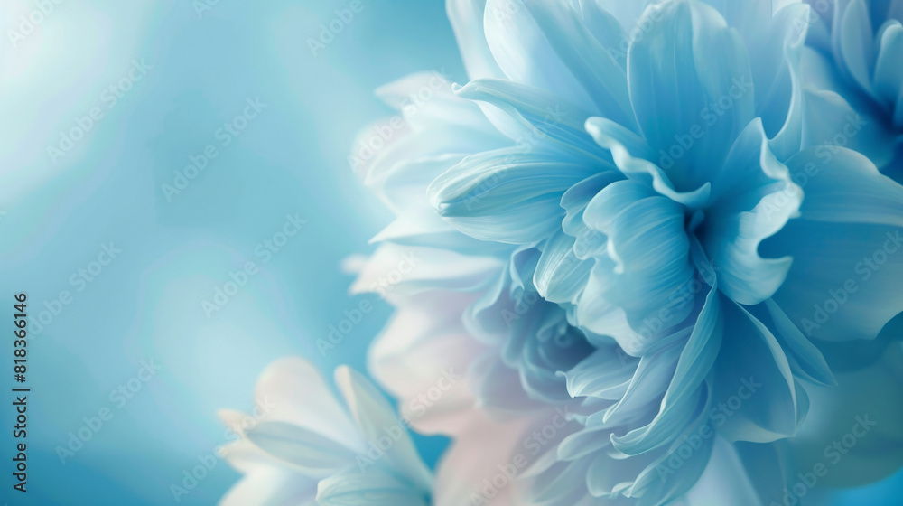 Obraz premium Beautiful pastel blue flower macro background, closeup of peony petals against a blurred background, copy space concept in the style of hd.