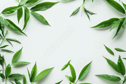 Green plant with leaves on white background  perfect for botanical designs  nature concepts  health and wellness graphics  or environmental themes.