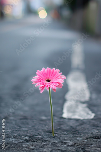 Uma linda flor de gérbera rosa brotando no asfalto de uma rua 