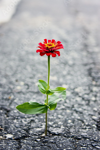 uma linda flor Zinnia brotando no asfalto de uma rua - Wallpaper HD