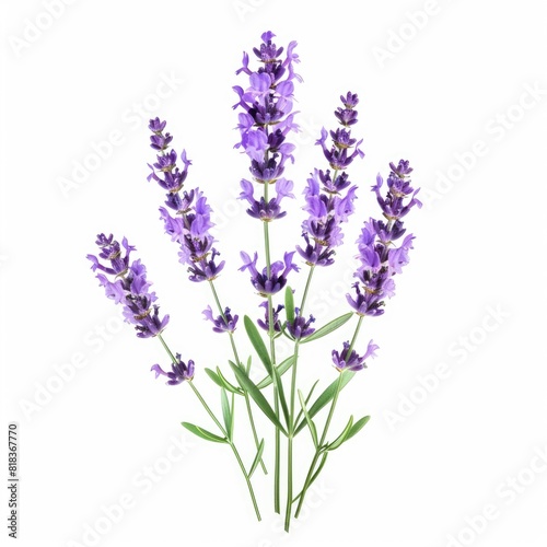 Lavender flowers blossom purple plant isolated on white background  