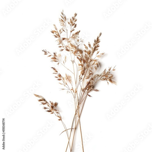 Nature dried grassland weed isolated on white background 