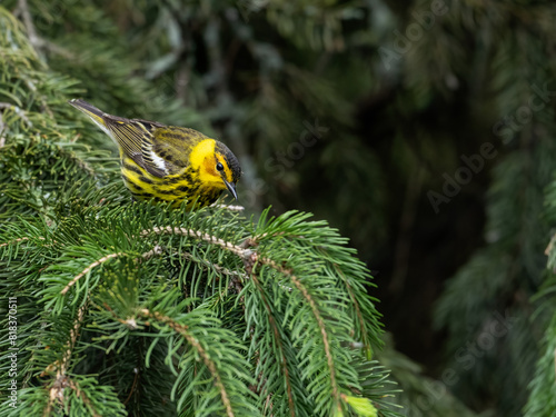 Male Cape May Warbler on spruce tree in Spring photo