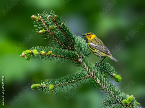 Male Cape May Warbler on spruce tree in Spring © FotoRequest