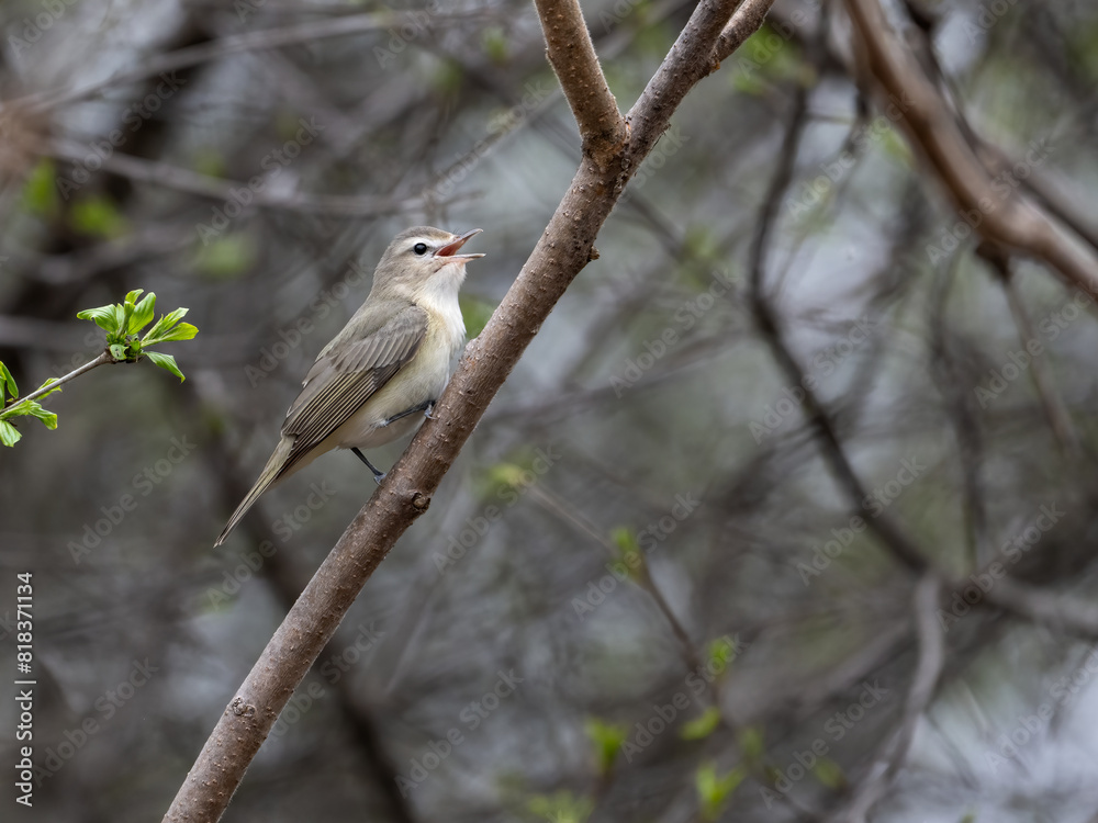 Fototapeta premium Warbling Vireo singing on tree branch in Spring