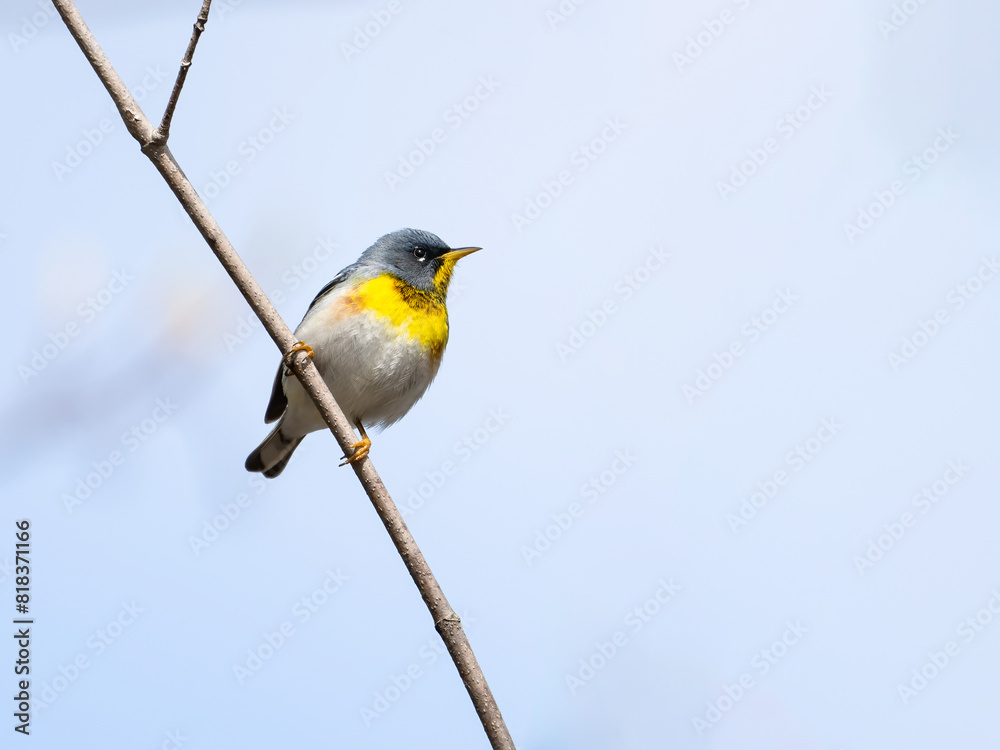 Fototapeta premium Northern Parula Warbler on tree branch against blue sky in Spring