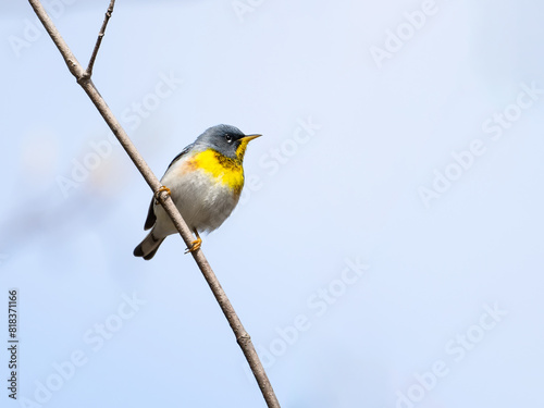 Northern Parula Warbler on tree branch against blue sky in Spring photo