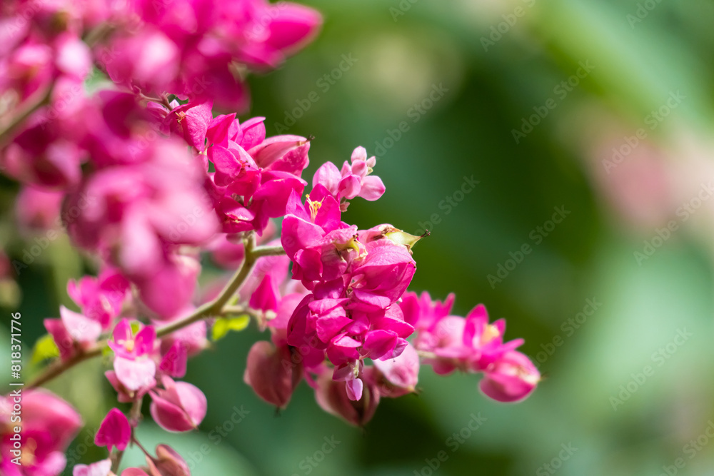 Bougainvillea and bees in desert garden, close up, bokeh photo, floral and fauna Bougainvillea and bees in desert garden, close up, bokeh photo, floral and fauna