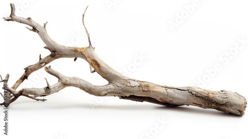 Twig driftwood twig white background 