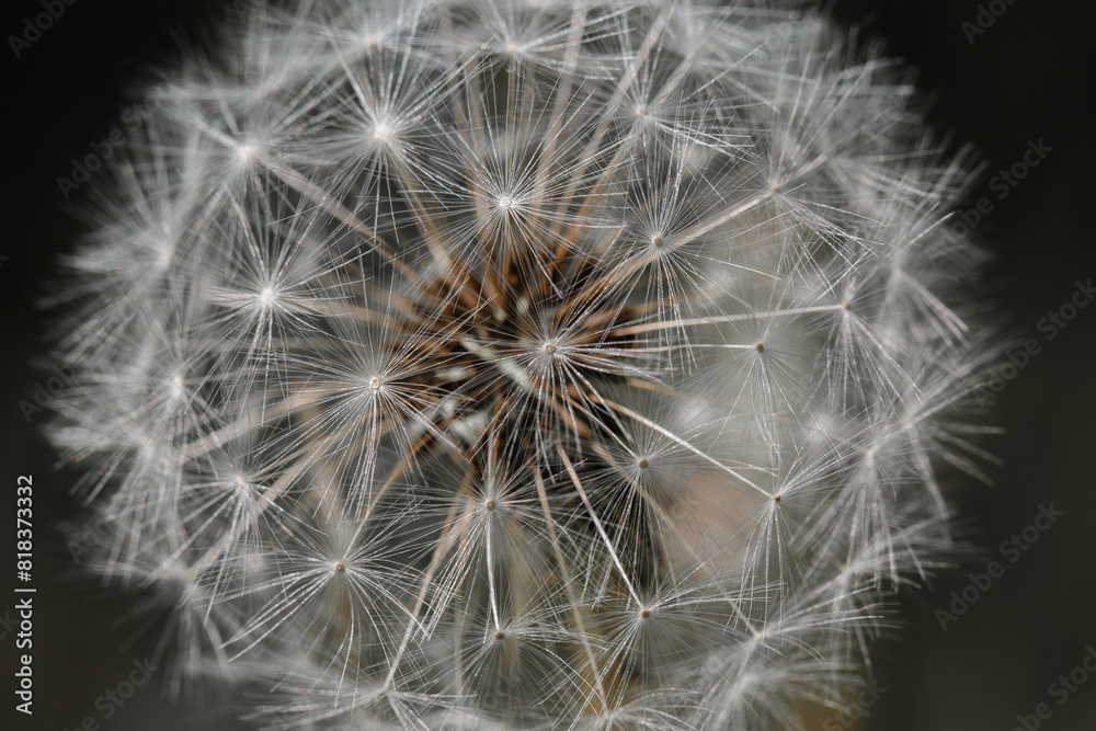 Fototapeta premium dandelion head