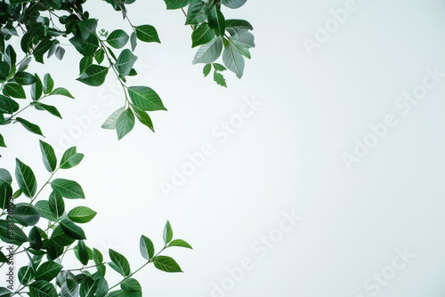 Green plant with leaves on white background  perfect for botanical designs  nature concepts  health and wellness graphics  or environmental themes.