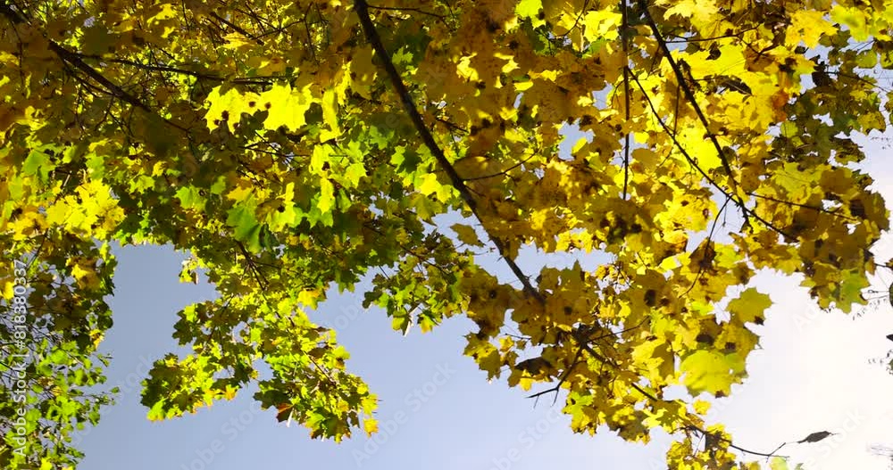 beautiful and bright orange maple foliage in autumn, colored maple foliage during leaf fall beautiful and bright orange maple foliage in autumn, colored maple foliage during leaf fall