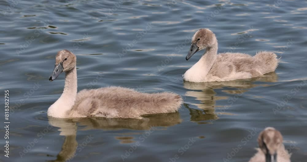 grey chicks of the white sibilant swan with grey down, young small swans with adult swans parents grey chicks of the white sibilant swan with grey down, young small swans with adult swans parents