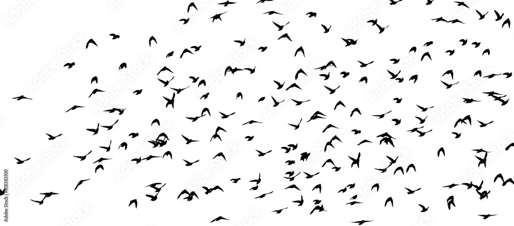 Fototapeta premium Flying birds silhouette flock. hand drawing. Not AI, Summer vector illustration