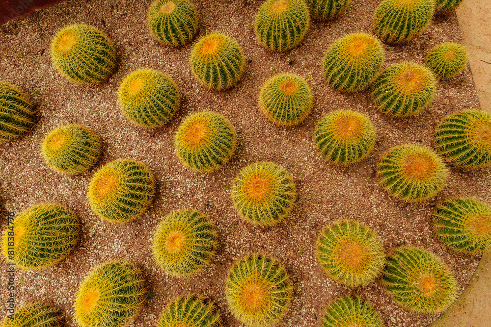 Barrel cactus top view, many cactus from the top Barrel cactus top view, many cactus from the top