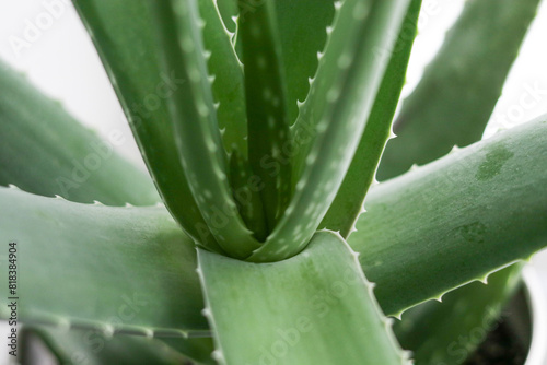 Close up of an aloe vera plant in a white pot
